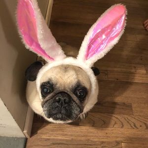 Meet your Posher, Dawn